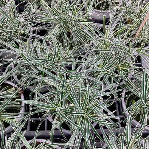 Ficinia Ice Crystal en Pot de 12 cm