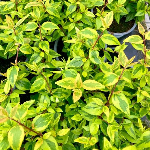 Abelia Kaleidoscope