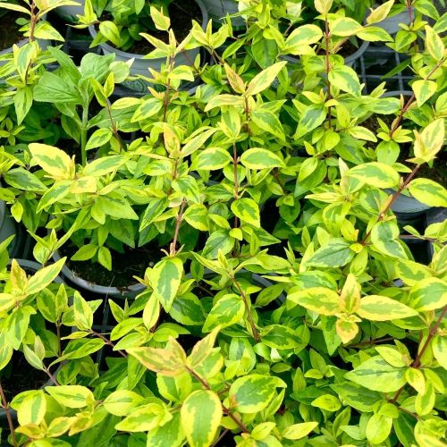Abelia Kaleidoscope
