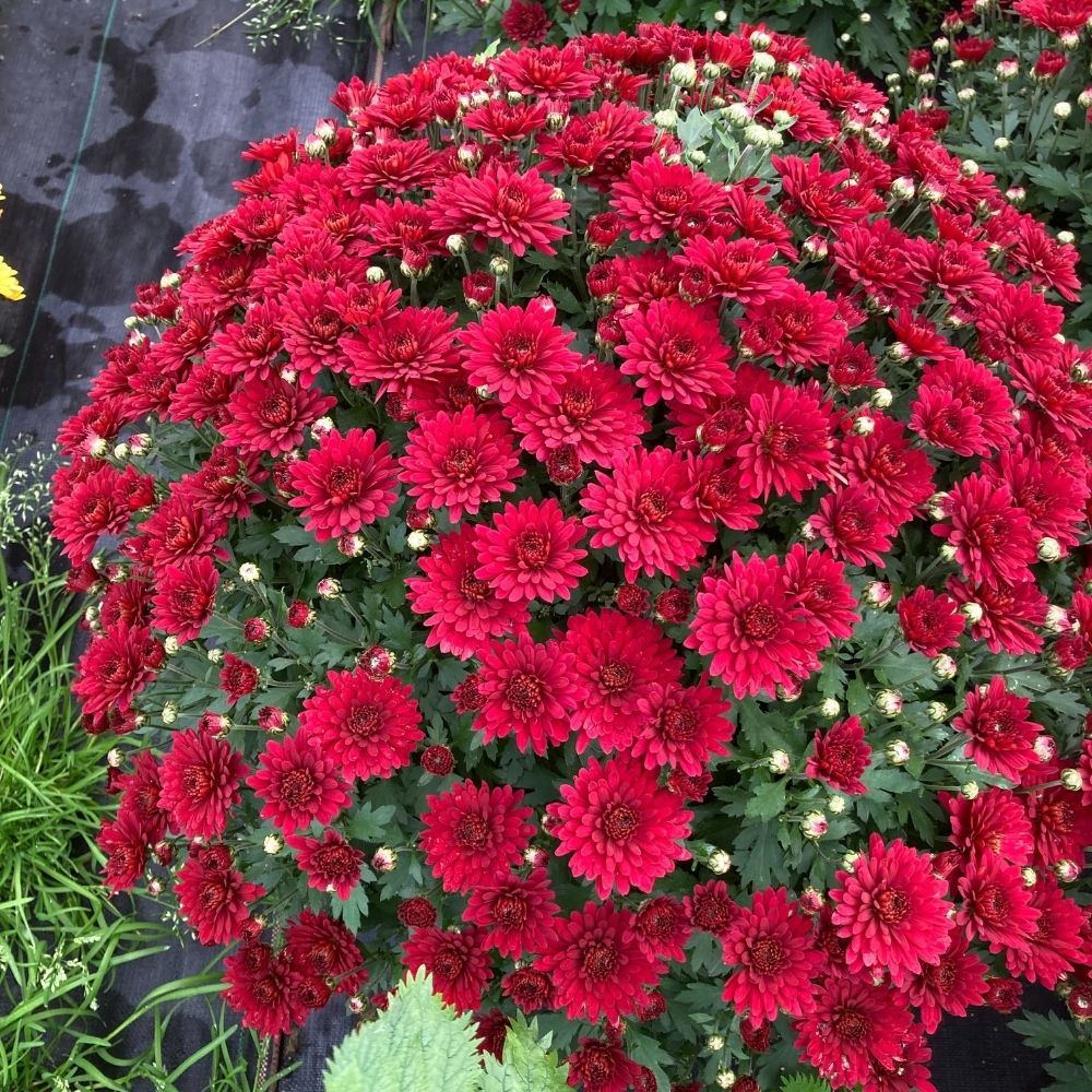 Pomponnette Chrysanthème Rouge