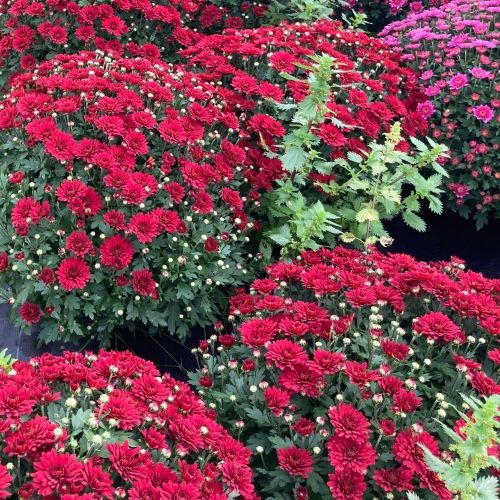 Pomponnette Chrysanthème Rouge