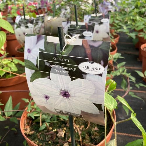 Clematites Garland Tsukiko Blanc