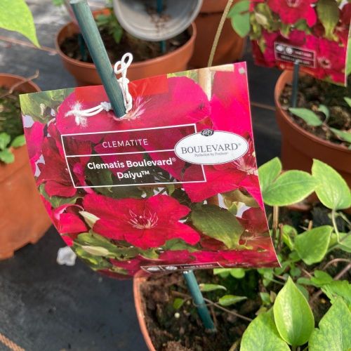 Clematites Boulevard Daiyu Magenta Foncé