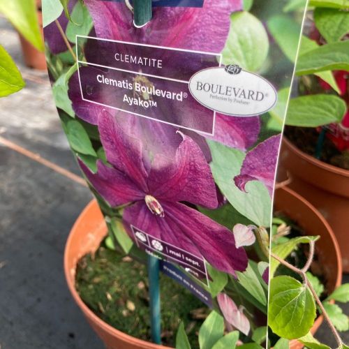 Clematites Boulevard Ayako Violet Foncé