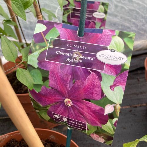 Clematites Boulevard Ayako Violet Foncé