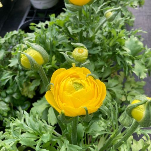 Renoncule Asiaticus Maché Jaune