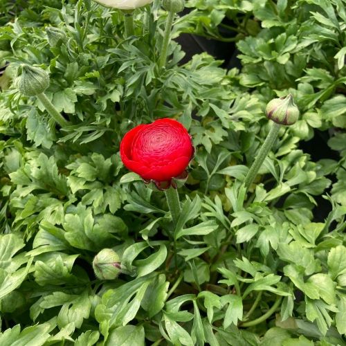 Renoncule Asiaticus Maché Rouge
