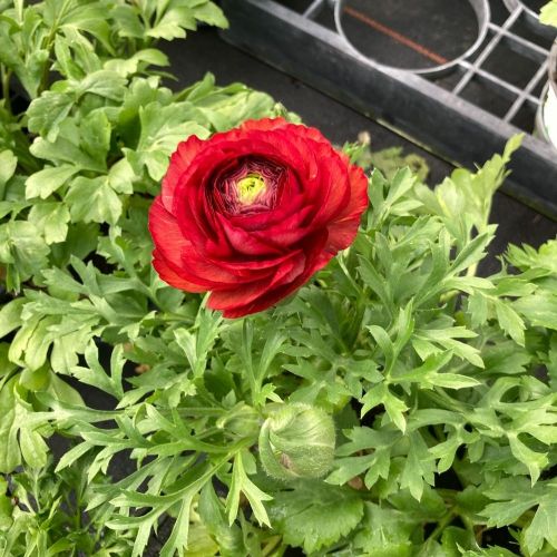 Renoncule Asiaticus Maché Rouge