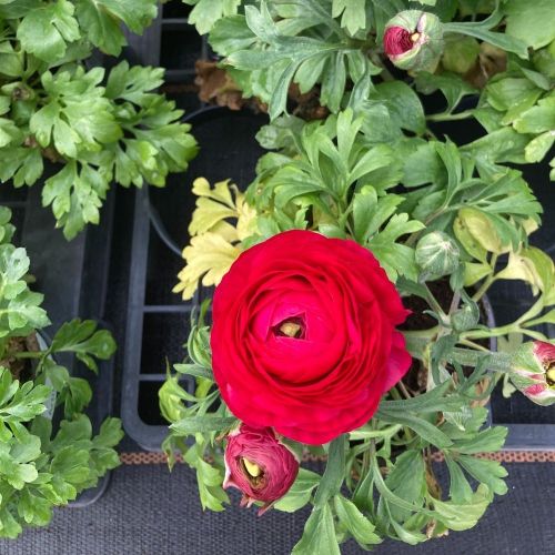 Renoncule Asiaticus Maché Rouge