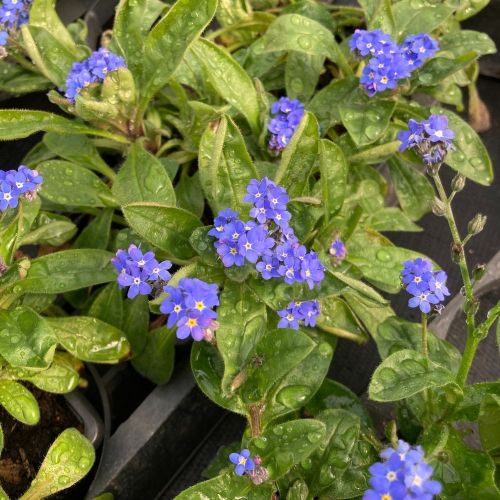 Myosotis de Bouture Myomark