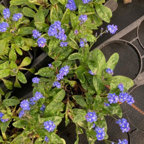 Myosotis de Bouture Myomark