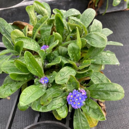 Myosotis de Bouture Myomark