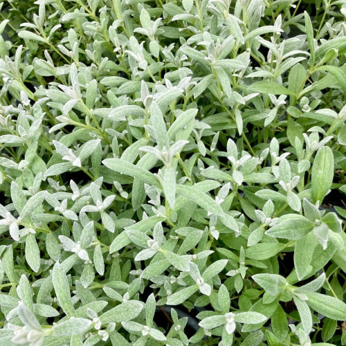 Cerastium Tomentosum 'Silver White' en Pot de 11 cm