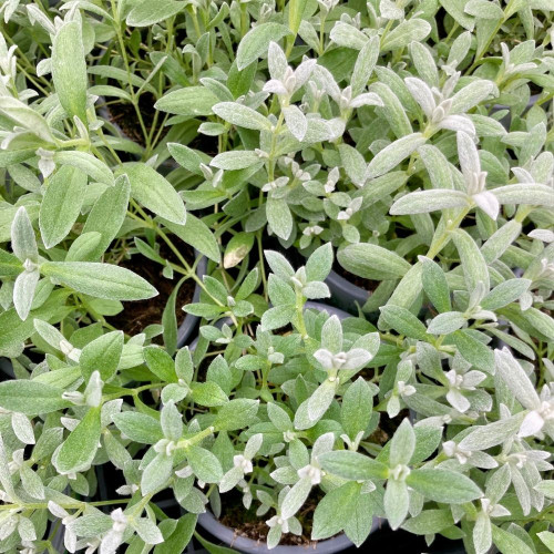 Cerastium Tomentosum 'Silver White' en Pot de 11 cm