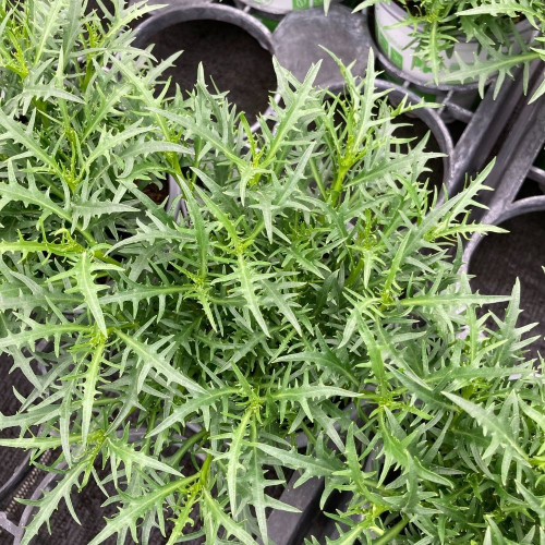 Isotoma Stella Pink
