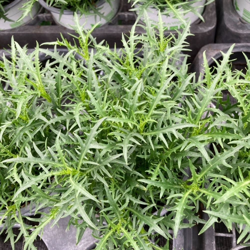 Isotoma Stella Pink