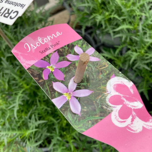 Isotoma Stella Pink