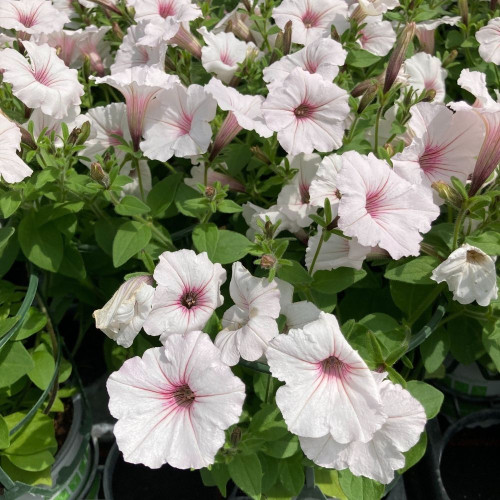 Supertunia Vista Silverberry® en Pot de 11 cm
