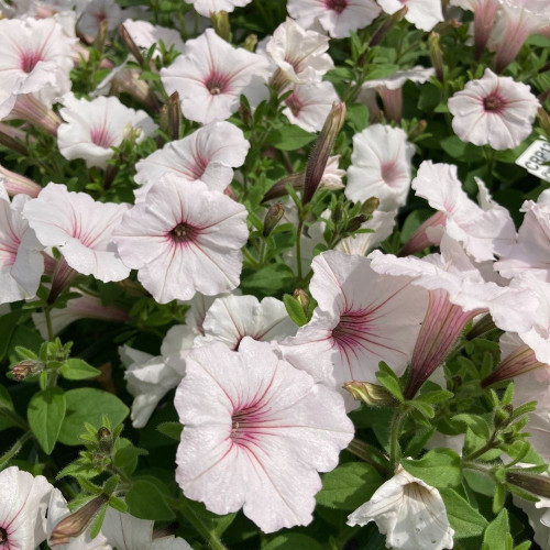 Supertunia Vista Silverberry® en Pot de 11 cm