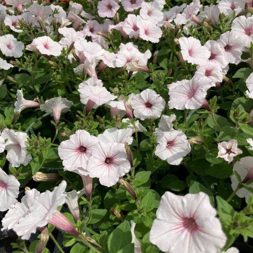 Supertunia Vista Silverberry® en Pot de 11 cm