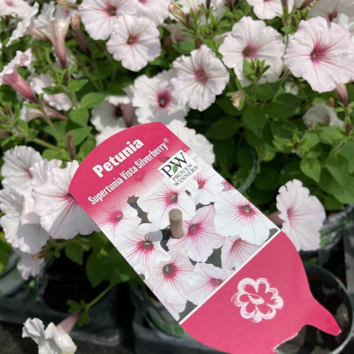 Supertunia Vista Silverberry® en Pot de 11 cm