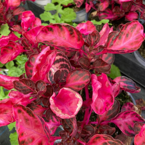 Iresine 'Red Heart' en Pot de 11 cm