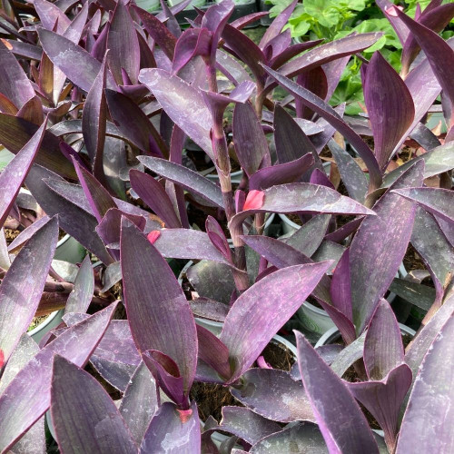 Tradescantia Pourpre en Pot de 11 cm
