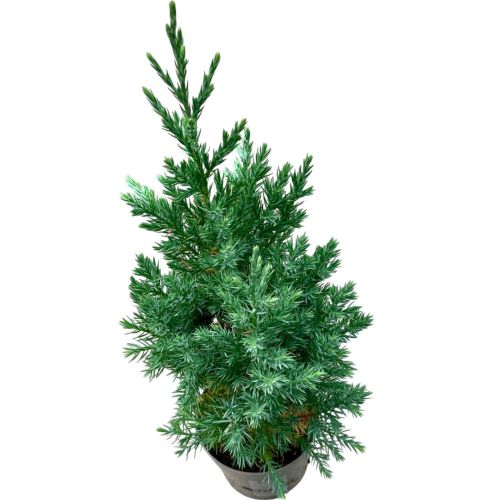 Juniperus Chinensis Stricta en pot de 13cm