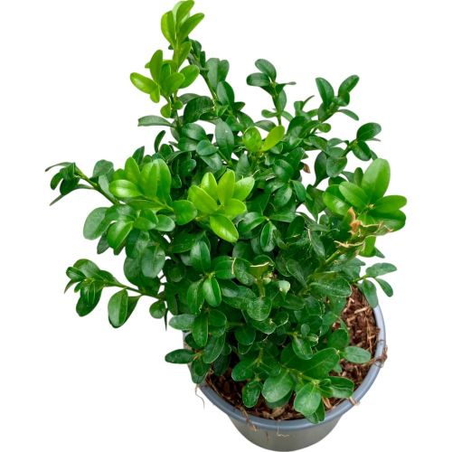 Buxus sempervirens 'Struik' en Pot de 13 cm