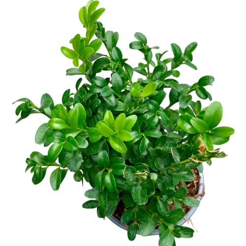 Buxus sempervirens 'Struik' en Pot de 13 cm