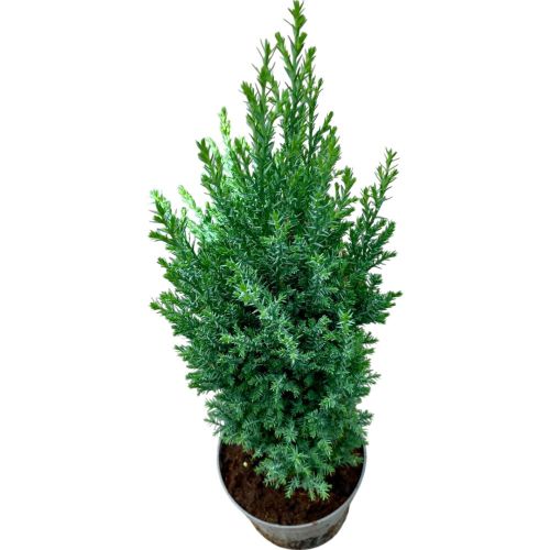 Chamaecyparis Lawson Ellwoodii