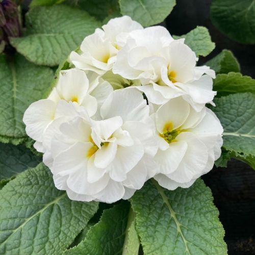 Primula Rubens (Double) Blanc