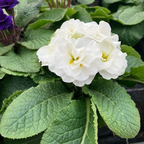 Primula Rubens (Double) Blanc