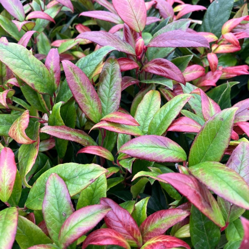 Leucothoe Rainbow en pot de 11cm