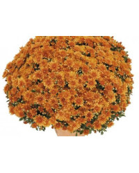Pomponnette Chrysanthème Orange