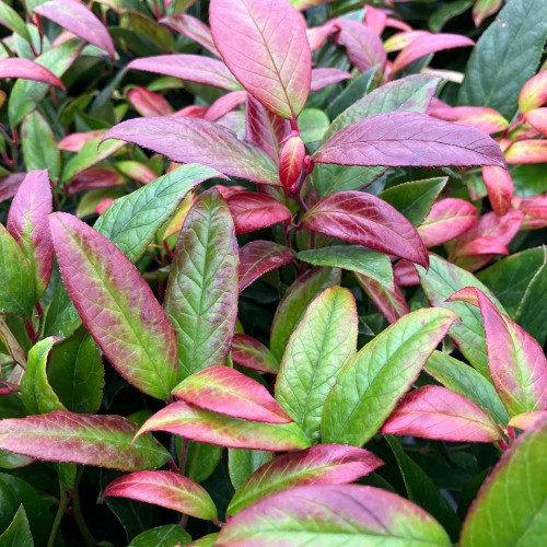 Leucothoe Rainbow en pot de 11cm