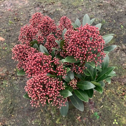 Skimmia japonica Rouge en pot de 11cm