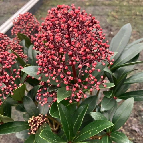 Skimmia japonica Rouge en pot de 11cm