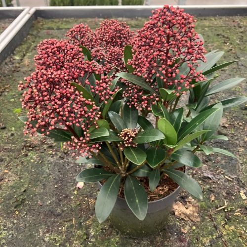 Skimmia japonica Rouge en pot de 11cm