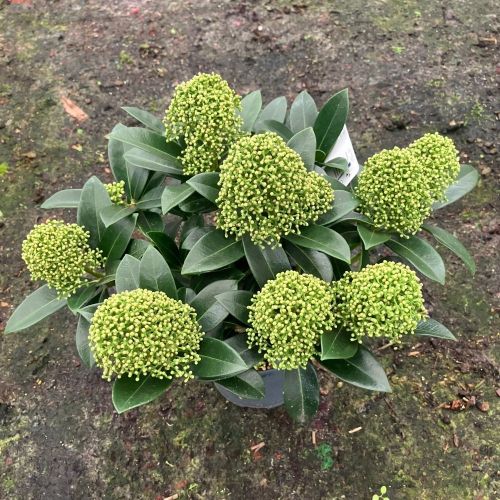 Skimmia japonica blanc pot de 11cm