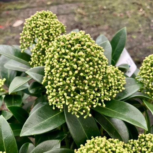Skimmia japonica blanc pot de 11cm