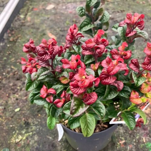Leucothoe Curly Red en pot de 17cm