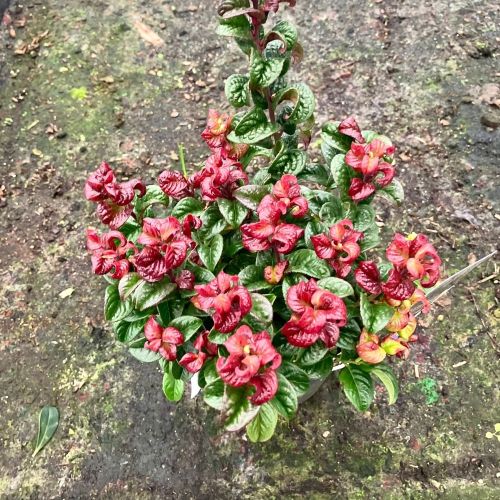 Leucothoe Curly Red en pot de 17cm