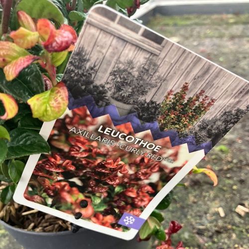 Leucothoe Curly Red en pot de 17cm