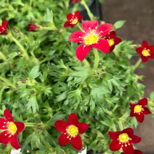 Saxifraga arendsii rouge