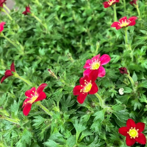 Saxifraga arendsii rouge