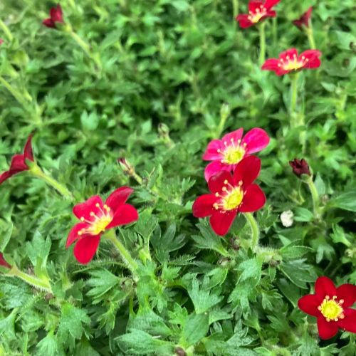 Saxifraga arendsii rouge