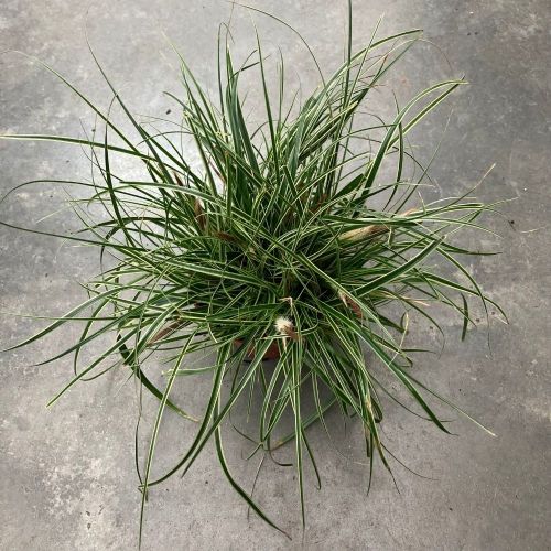 Carex Oshimensis Everest
