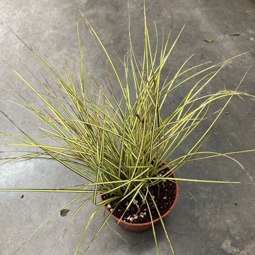 Carex Oshimensis Evergold