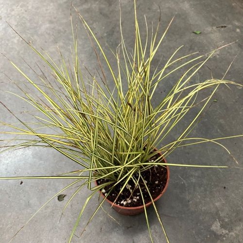 Carex Oshimensis Evergold